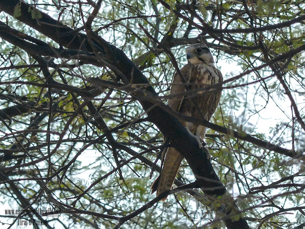 Laggar Falcon